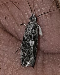 Sciota melanostyla
