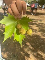 Platanaceae