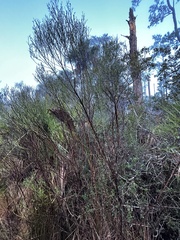 Baccharis angustifolia