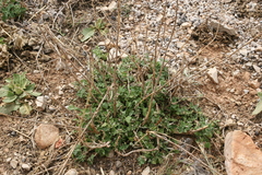 Marrubium