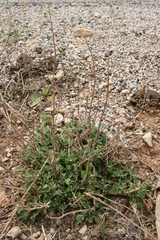 Marrubium