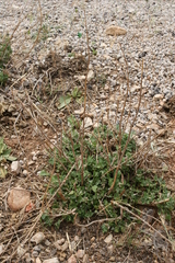 Marrubium