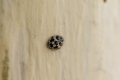 Psyllobora picta