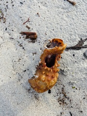 Hymeniacidon perlevis