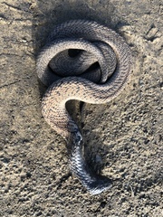 Hemachatus haemachatus