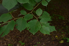 Liquidambar caudata