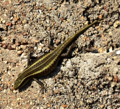 Trachylepis mlanjensis