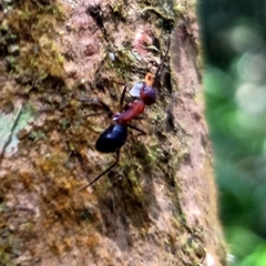 Myrmotarsus