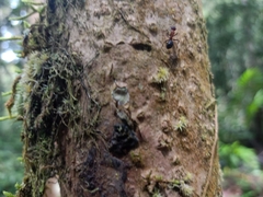 Myrmotarsus