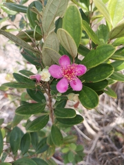 Rhodomyrtus tomentosa