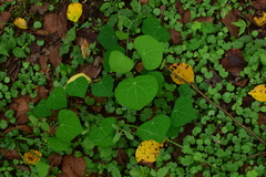 Stephania cephalantha