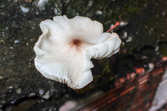 Lepiota rubrotinctoides