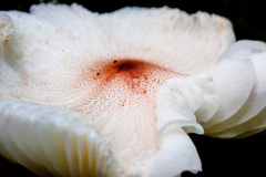 Lepiota rubrotinctoides
