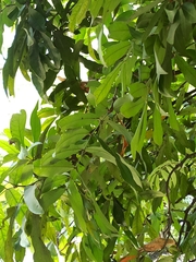 Polyalthia