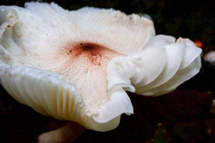 Lepiota rubrotinctoides