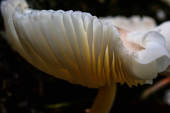 Lepiota rubrotinctoides