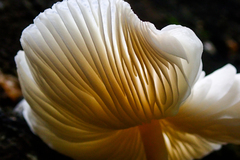 Lepiota rubrotinctoides