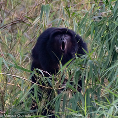Alouatta caraya
