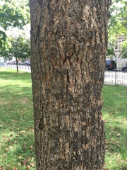 Liriodendron tulipifera