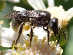 Lasioglossum viride