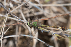 Paragomphus genei