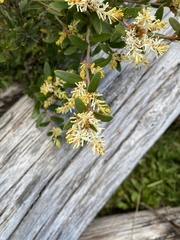 Orites lancifolius