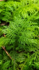 Thuidium tamariscinum