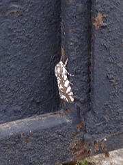 Arachnis dilecta