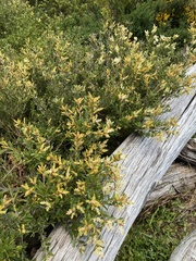 Orites lancifolius