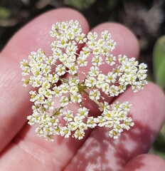 Dasispermum