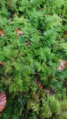 Thuidium tamariscinum