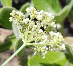 Dasispermum