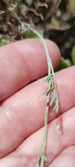 Dasispermum