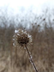 Dipsacus strigosus