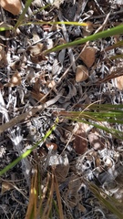 Dasispermum