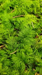 Thuidium tamariscinum