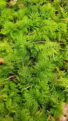 Thuidium tamariscinum