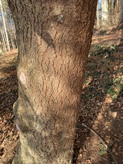 Pseudotsuga menziesii