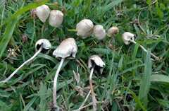 Panaeolopsis