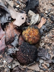 Neolamarckia cadamba