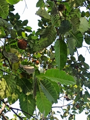 Neolamarckia cadamba