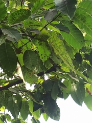 Neolamarckia cadamba