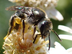 Lasioglossum viride