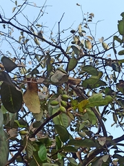Magnoliopsida