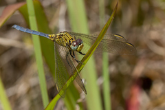 Orthetrum abbotti