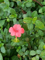 Barleria repens