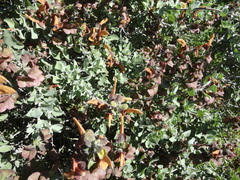 Salvia aurea