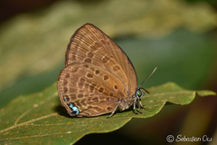 Arhopala amphimuta