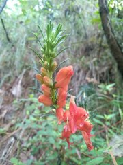 Lamourouxia multifida