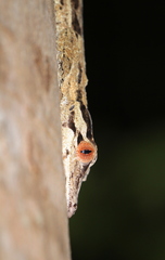 Uroplatus